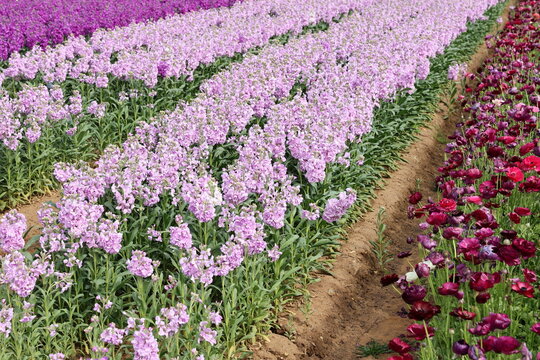 purple matthiola fields