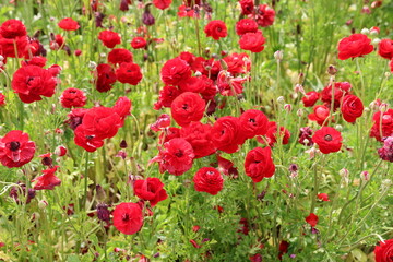 red ranunculus 