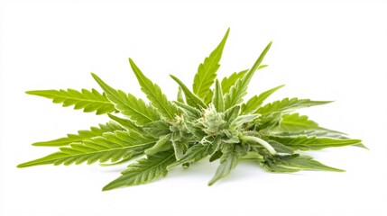 Isolated green cannabis bud with a lit joint, captured on a plain white backdrop