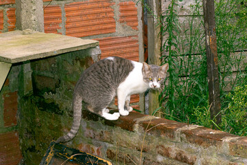 A gray cat in the yard