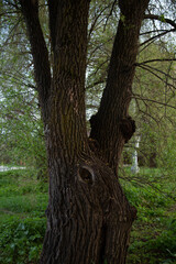 Big old beautiful blooming willow with huge trunk in spring sunny day under blue sky