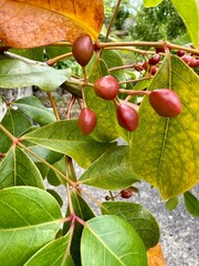 Red wild berries on a tree closeup