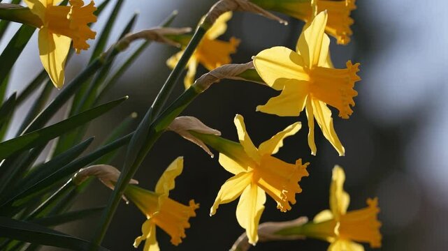 Beautiful yellow narcissus flowers with vibrant petals and delicate green stems gracefully sway in a gentle breeze. Creating a captivating display of natural beauty against a soft-focused background