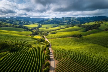 Fototapeta premium Expansive vineyards cover the gentle hills, with winding roads visible in the background on a peaceful morning with overcast skies Generative AI