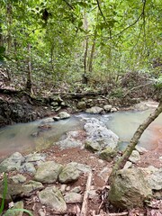 A water stream in the forest