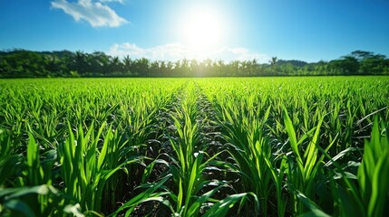 Obraz premium Lush green rice paddy under a vibrant blue sky
