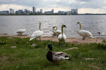 duck and swans on the lake with the city in the background