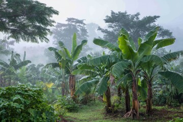 Fototapeta premium Banana plants rise majestically in a dense tropical area, embraced by morning mist and soft light, showcasing nature's vibrant greenery Generative AI