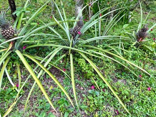 Green grass and pineapple in the garden