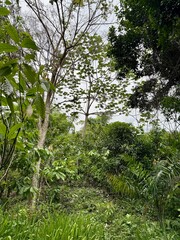 green forest in the morning
