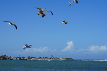 El supi, Falcon State, Venezuela