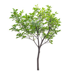 Obraz premium Lush green tree with vibrant leaves isolated on a clean Transparent background, Tree on White background, realtree green leaf isolate die cut file