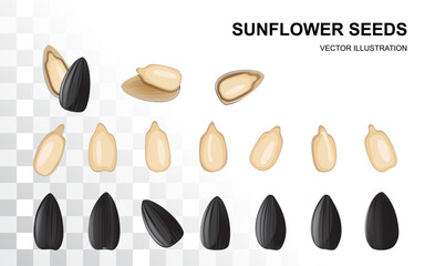 Fototapeta premium Sunflower seeds isolated, sun flower kernels vector icon. Realistic sun flower oil seeds, grains
