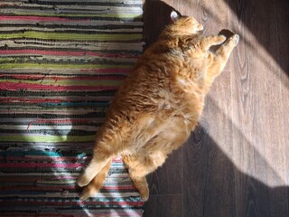fat ginger domestic cat sleeping on the floor