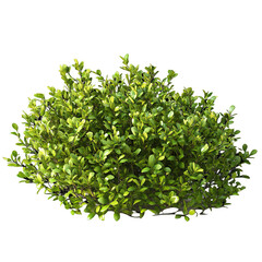 Obraz premium Lush green bush isolated on ideal for garden design and landscaping on transparent background 3d eco