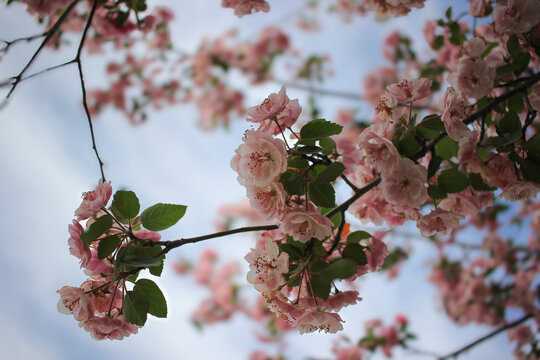 cherry tree blossom