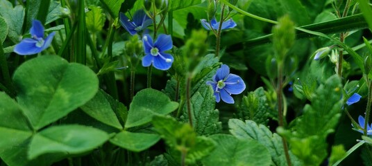 blue flowers in the garden