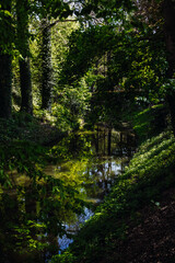 Fototapeta premium View of a narrow river in a forested area in a park.