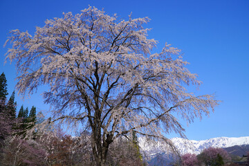 春の大出公園からの眺め
