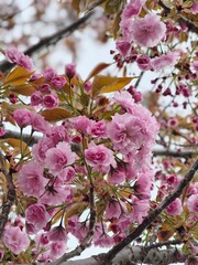 pink cherry blossom