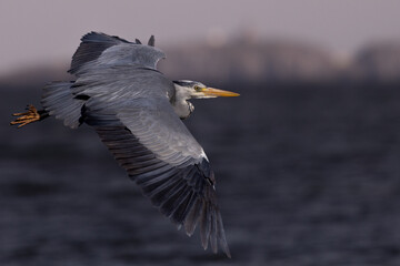 Heron in flight over sea