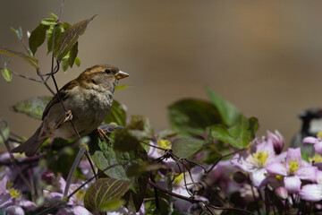 Female Sparrow perched in pink clematis flowers