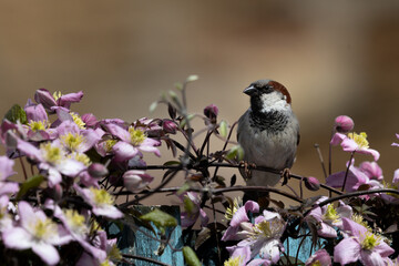 Male Sparrow perched in pink clematis flowers