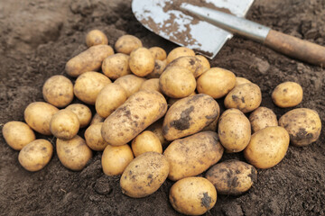 Organic yellow potato harvest close up. Freshly harvested potatoes with shovel on brown soil ground...