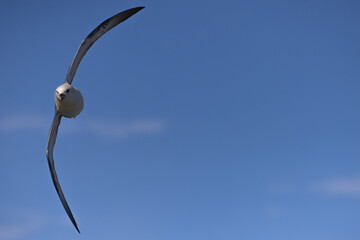 Fulmar turning in flight