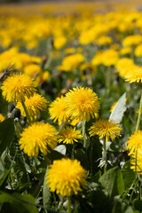 Field of Dandelions