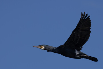 Cormorant in flight