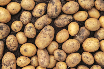 Yellow potato close-up top view. Fresh dirty organic potatoes harvest on soil ground. Vegetables background texture