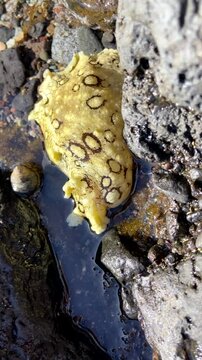 Aplysia dactylomela or Spotted sea hare big slug in the tidal pools in Tenerife,Canary Islands,Spain,4K vertical video.