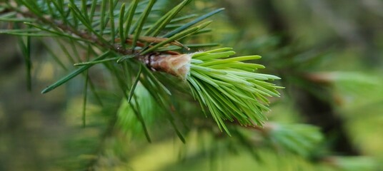 close up of pine tree branches
