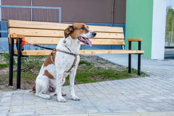A dog is sitting on a bench with a leash on its collar