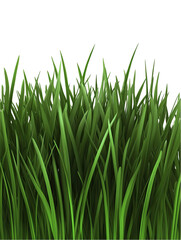 Obraz premium Vibrant green lush grass blades texture background image 3d leaf lawn park on transparent background