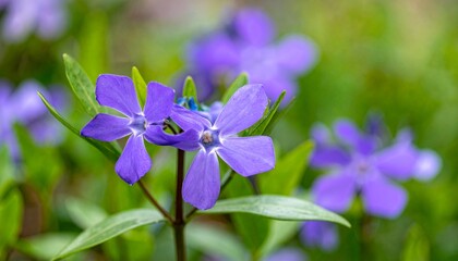 Fototapeta premium close up of purple flowers with green leaves
