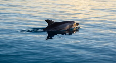 A dolphin gracefully swims along the surface of the clear, blue ocean, its sleek body gliding effortlessly through the water.
