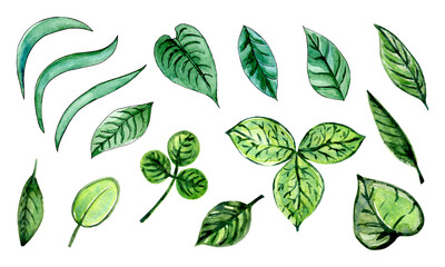 A set of illustrations of watercolor leaves green emerald