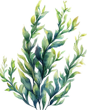 Bay Leaf clip art preview