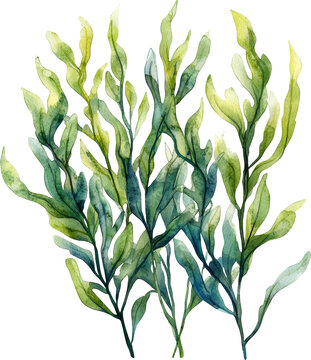 recommend clip art: seaweed 