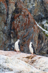 A group of Shinstrap Penguin - Pygoscelis antarcticus- standing on a rock at Cierva Cove, on the Antarctic peninsula