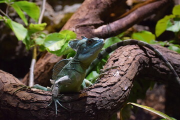 lizard on the tree