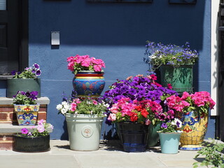 The flowers are very colorful and decorative.