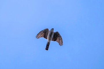 青空バックに頭上を悠然と飛ぶハイタカ