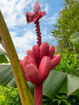 Fruto de la planta del platanillo tropical.
