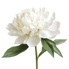 Isolated single white peony flower with green leaves and stem on a black background studio shot...