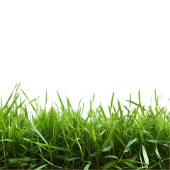 Fototapeta premium Lush green grass blades isolated on black background nature texture