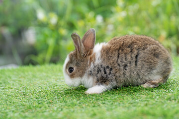 Lovely furry baby rabbit bunny sitting on green grass over bokeh nature background. Infant mammal rabbit white brown bunny playful on green fresh meadow springtime.Easter animal new born bunny concept