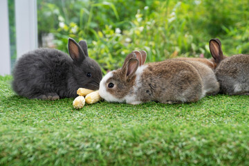 Adorable baby rabbit bunny eating fresh timothy grass sitting on green grass over bokeh nature background. Infant rabbit brown white hare eat fresh grass on lawn on green. Easter bunny animal concept.